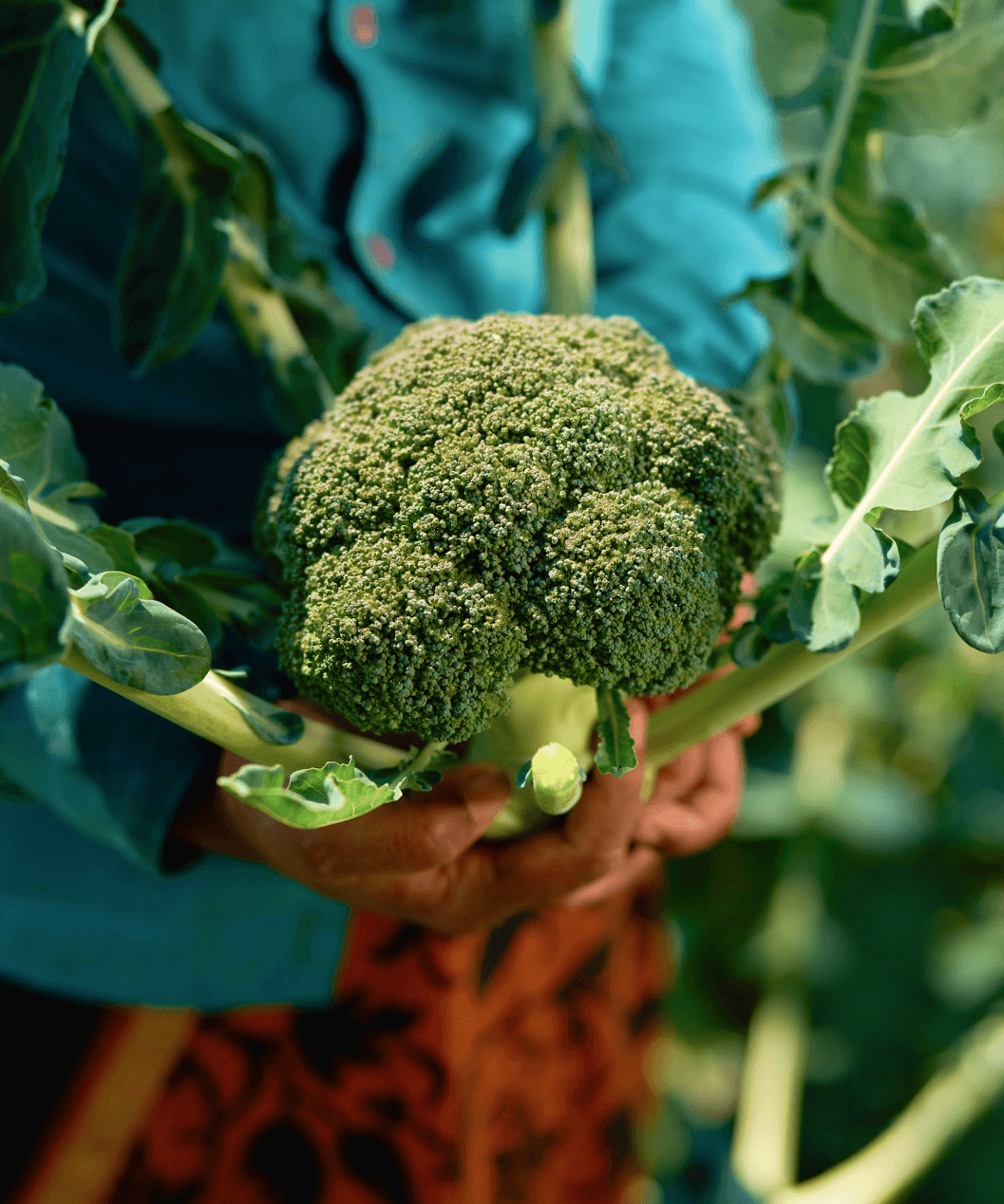 <p>Procuring Superior <br><i>Ingredients</i></p>